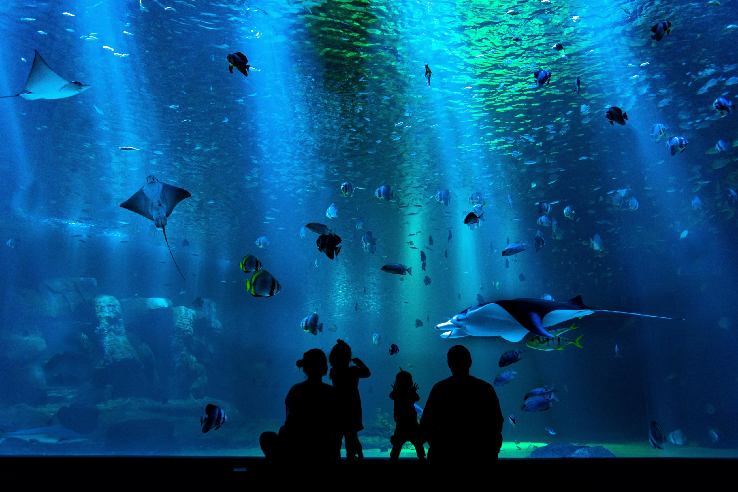 水族館飼育員は過労死寸前 水族館の労働時間 給料形態 休みなど友人の経験談から徹底解説 おれんじス 通信と田舎暮らしetcを配信